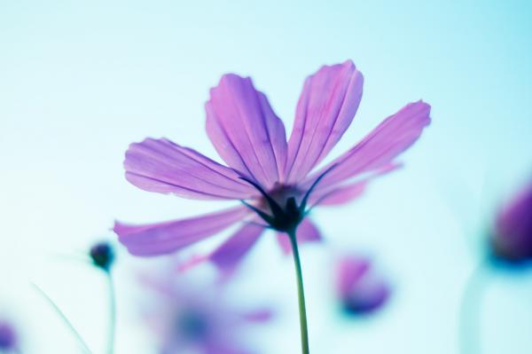 種を蒔かなければ花は咲かない